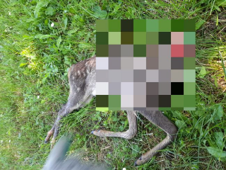 Capriola decapitata davanti casa: "Atto intimidatorio" contro responsabile Lac