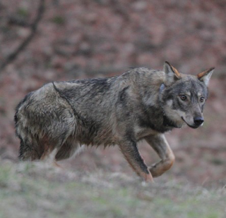 Assedio lupi a San Severino Marche: due mucche e vitelli sbranati, allevatori esasperati
